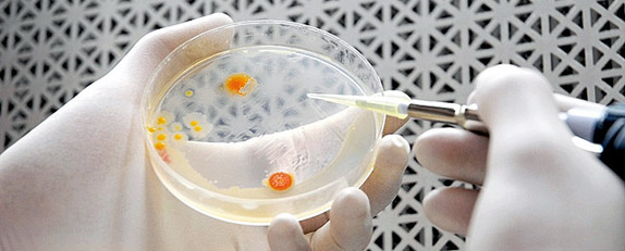 Protein Sample