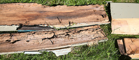 Rotten Wood