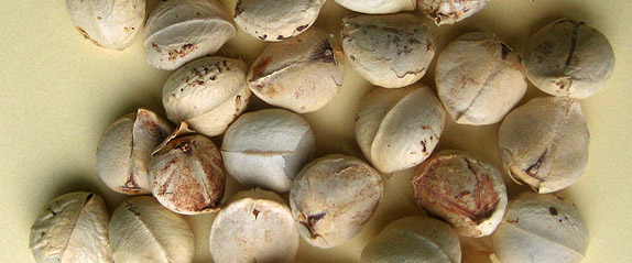 Seeds